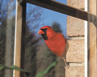 A bright red cardinal returns every year and spends hours a day trying to fly through the closed window. Mike Fox Jr. caught him on camera taking a break from pecking at the window.