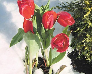 Susan Williams of Columbiana proves there is beauty everywhere. She took this picture five or six years ago ... it was on April 3 in front of the Eat'n Park in Boardman.