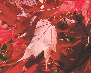 Here's a close shot of a red maple on Canfield Green. Photo submitted by Doxie Damico of Youngstown.