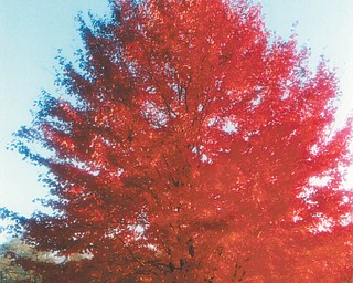 Here's a red maple at a farm in Canfield. Photo sent by Lana VanAuker of Canfield.