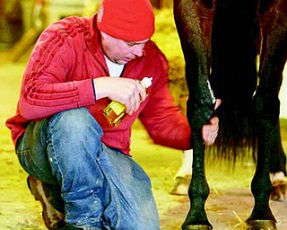 Working with the horse’s legs is a constant and daily work for Andy Rickert of Berlin Center as he rubs down a horse with liniment and alcohol before wrapping the legs after a workout.