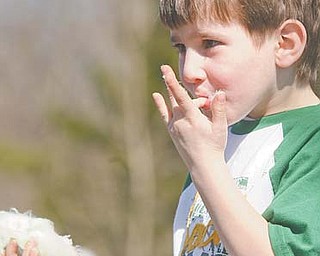 Andrew Moran, 5, of Boardman snacks on cotton candy during Sunday’s St. Patrick’s Day Parade, which marched on north Market Street in Boardman.