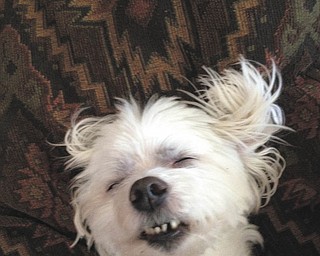 Hey, he's tired. Photo submitted by Gary Alexander.