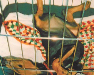 Doxie Damico of Youngstown sent in this photo of her dog Chloe, who, as a puppy, always slept in her kennel with her paws in the air, and always made her owner laugh.