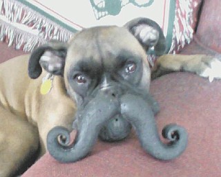 Gia Marie, a usually very energetic boxer, calmly "agreed" to let her picture be taken with one of her favorite toys. Photo submitted by Barbara Kukla of Boardman.