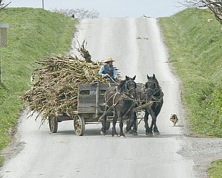 William D Lewis the Vindicator   An Amishman hauls a load of sileage along Heather Heights Rd. in Wilmington Twp. 4-3-12. Recent warm temps gave area farmers a chance to get out into the fields.