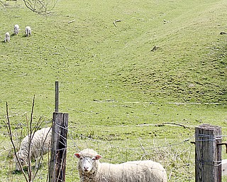William D Lewis The Vindicator A ewe and its lamb on an Amish farm in Wilmington Twp.