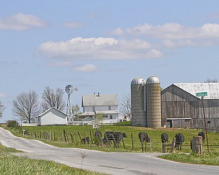 William D Lewis The Vindicator Cattle graze on an Amish farm in Wilmington Twp. on Heather Heights Rd.