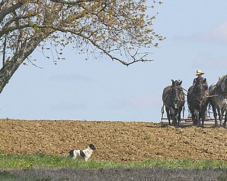 William D Lewis The Vindicator  An Amish man works his fields  in Wilmington Twp.
