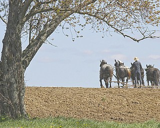 William D Lewis The Vindicator  An Amish man works his fields  in Wilmington Twp.