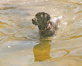 Beo, a black Labrador retriever whose owner is stationed in South Korea with the Army, enjoys a swim at his temporary home with Paula and Dom Carella of Northeast Ohio Labrador Retriever Rescue.