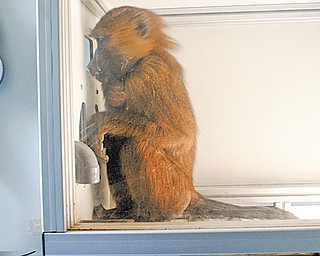 This undated handout photo provided by Joel Fagot and the journal Science shows Dora during a reading experiment. French researchers are showing that baboons can do what is essentially the first step in reading.