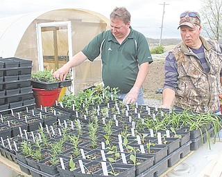 Bob Neapolitan, left, and Frank Augustine, owners of Nature’s Wonders Greenhouse on West Western Reserve Road look over their array of plants from around the world. The greenhouse will open to the public May 10.