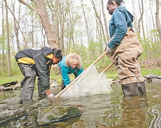 Using waders, their hands and a net, Kathleen Vrable-Bryan, center, administrator of Mahoning Soil and Water Conservation District, helps Marlana Fields, left, and Milasia Lewis, both students at Volney Rogers Middle School, collect small, bottom-dwelling organisms to test the water quality of the Ax Factory Run adjacent to the school.