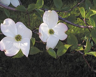 Dorothy Soltis sent in this photo of blooming dogwood.