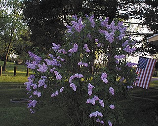 This photo of lilacs in bloom was sent in by Dorothy Soltis.
