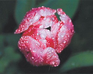 Lana Vanauker of Canfield calls this photo "Nature's Jewels." It's one of her tulips after the rain.