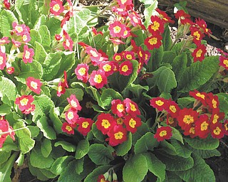 Primroses grown by Terri Dyce of Girard experienced an early blooming this year.