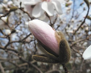 Sister Lisa Marie Belz took this photo of a magnolia bud at the Ursuline Sisters of Youngstown Motherhouse in Canfield. The photo was submitted by Michele Ristich Gatts.