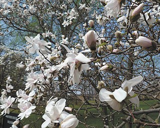 Here are magnolia trees at the Ursuline Sisters of Youngstown Motherhouse in Canfield, as seen by Sister Lisa Marie Belz. Photo sent in by Michele Ristich Gatts.