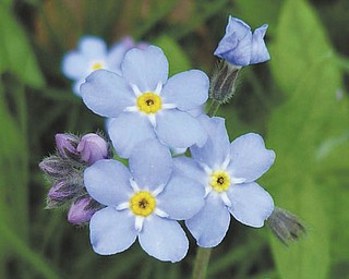 You'll not soon forget this photo of forget-me-nots by Sister Lisa Marie Belz. It was taken at the Ursuline Sisters of Youngstown Motherhouse in Canfield and submitted by Michele Ristich Gatts.