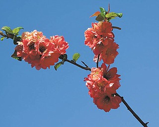 Monnie Ryan of Mineral Ridge sent in this photo of beautiful blooms taken in late March in Mill Creek Park.