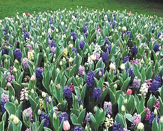 On April 1, Joyce McNab took this photo of the magnificent garden scenery at Mill Creek Park.