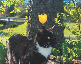 Tuxedo the cat checks out some nature at the home of owner Lana Vanauker of Canfield.