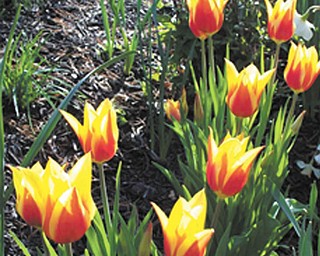 Bill and Sandee Timmerman of Austintown sent in this photo of their early bloomers.