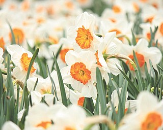 Marcie Wheeler took this photo of daffodils in late March while visiting Fellows Riverside Gardens in Mill Creek Park.