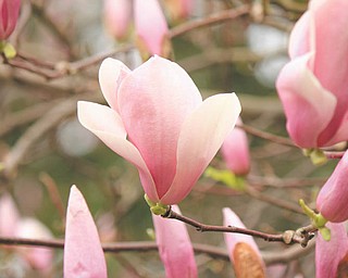 Marcie Wheeler took this photo in late March while visiting Fellows Riverside Gardens in Mill Creek Park.