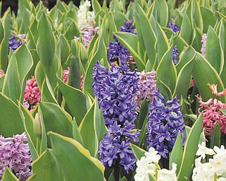 Marcie Wheeler took this photo in late March while visiting Fellows Riverside Gardens in Mill Creek Park.