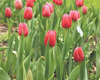Marcie Wheeler took this photo of tulips in late March while visiting Fellows Riverside Gardens in Mill Creek Park.