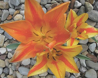 Here are some lovely tulips belonging to Brenda Puntel of Austintown, who sent in this photo.