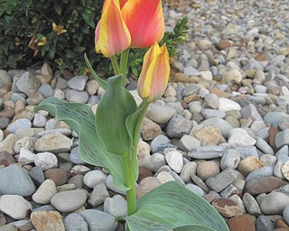 Here are some lovely tulips belonging to Brenda Puntel of Austintown, who sent in this photo.