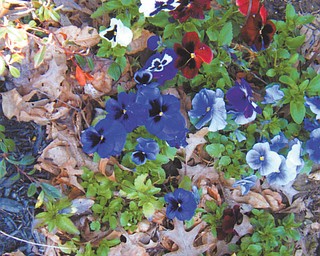 These "icicle" pansies were planted in the fall of 2011. The photo, submitted by Marilyn King of Newton Falls, was taken in March.