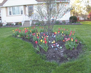 Plenty of spring blooms arrived early this year at the home of Theresa Starr and Frank Kishel in Boardman.