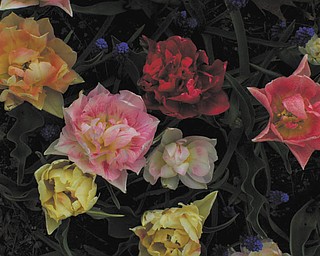 These vibrant flowers were captured on film by Lee and Lori Swan during an outing at Fellows Riverside Gardens in Mill Creek Park in April.