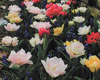 These vibrant flowers were captured on film by Lee and Lori Swan during an outing at Fellows Riverside Gardens in Mill Creek Park in April.