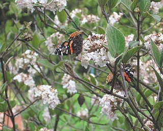 Enjoying the early spring flowers at the home of Terri Dyce of Girard were butterflies. She said she saw as many as five butterflies at one time on the blooms outside her kitchen window.