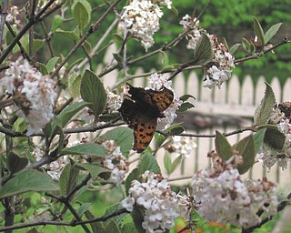 Enjoying the early spring flowers at the home of Terri Dyce of Girard were butterflies. She said she saw as many as five butterflies at one time on the blooms outside her kitchen window.