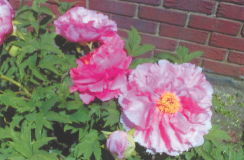 Photo detail
