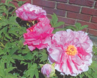 Maryann Kilbreath of Salem says this "peony tree" is the pride and joy of all of her flowers. It's been blooming since the week after Easter.