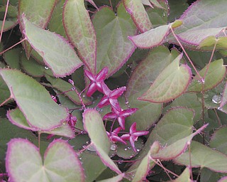 Alice Sassone's early arrival this year is Epimedium rubrum, common name, Bishop's hat. She says it's a herbaceous perennial groundcover that she's had in her garden since 1988.