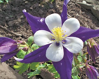 This photo of colorful columbine was taken by Linda Biggs of Leetonia.