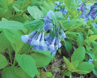 David Gemmel sent in this photo of bluebells he took while admiring the wildflowers from the gorge at Mill Creek Park.