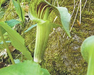 David Gemmel sent in this photo of jack-in-the-pulpit he took while admiring the wildflowers from the gorge at Mill Creek Park.