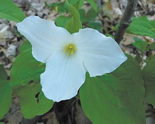 David Gemmel sent in this photo of trillum he took while admiring the wildflowers from the gorge at Mill Creek Park.