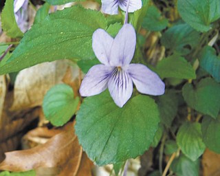 David Gemmel sent in this photo of violets he took while admiring the wildflowers from the gorge at Mill Creek Park.