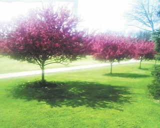On a sunny day in mid-April, Sara Root of Liberty took this photo of purple shaded trees on the grounds at Liberty High School.